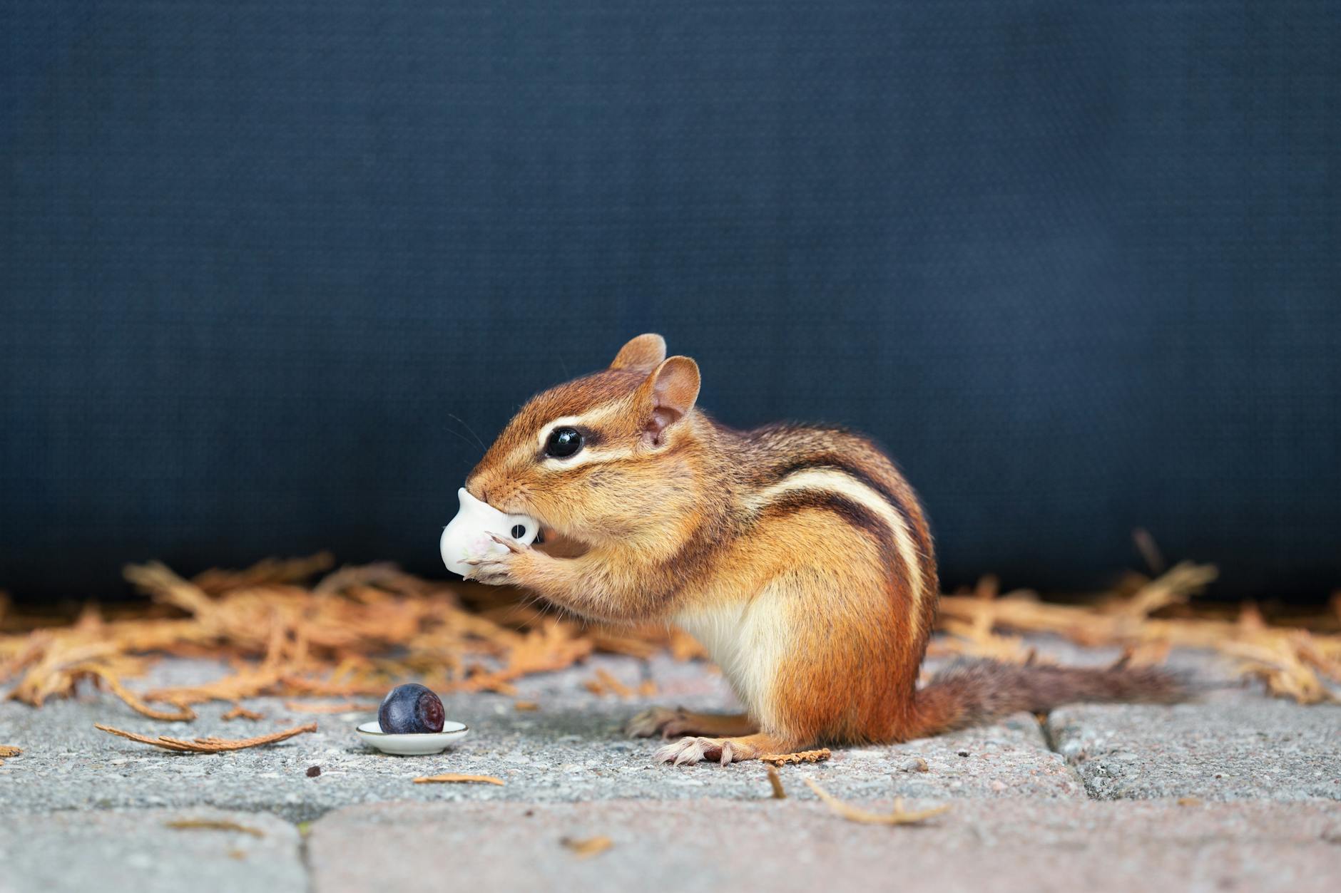 Cute chipmunk with a mini cup and saucer on a patio. Perfect for whimsical nature themes.